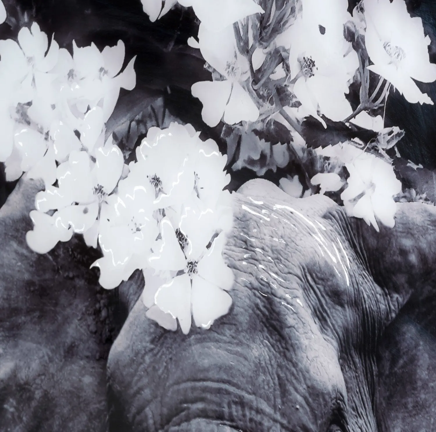 Wanddecoraties-COCO maison Flower Elephant Wanddecoratie Zwart, Grijs, Wit